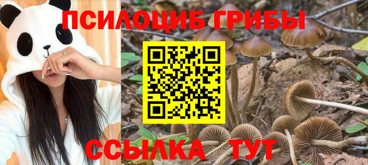 Пятигорск  Галлюциногенные грибы мицелий  Вход с VPN  Галлюциногенные грибы Psilocybe 